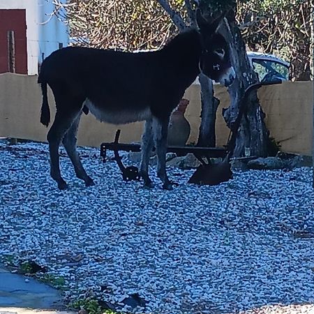 Вілла Casa Janeiro Alentejo Порталегре Екстер'єр фото